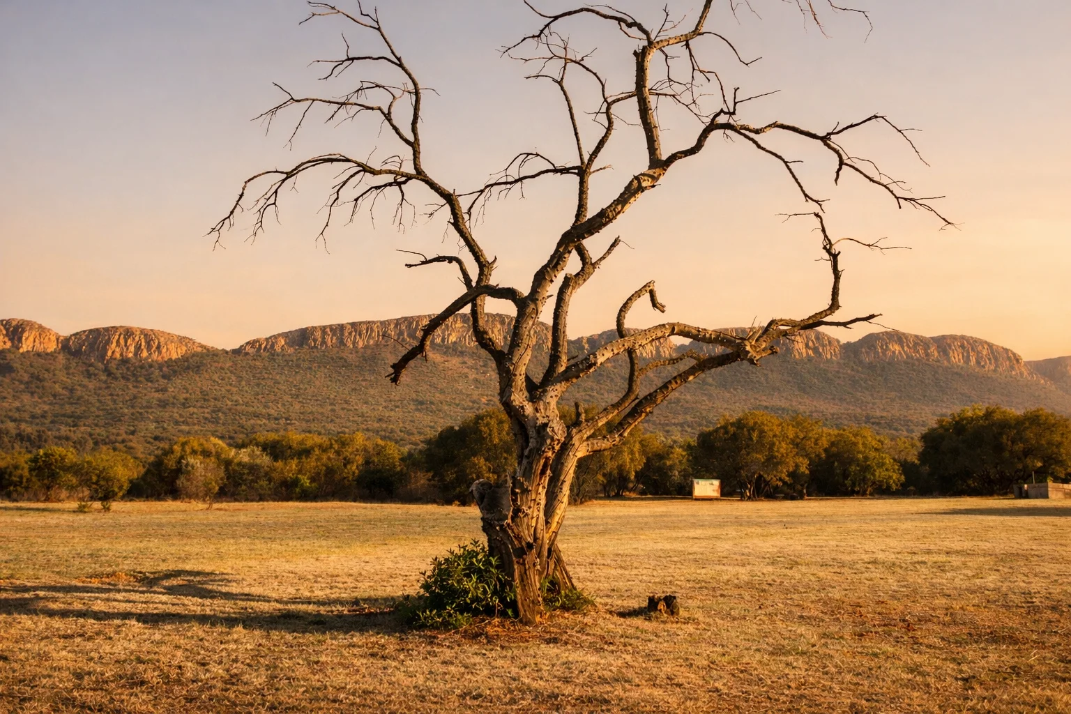 A lone weathered tree in golden grassland with the Magaliesberg ridgeline glowing at sunset.