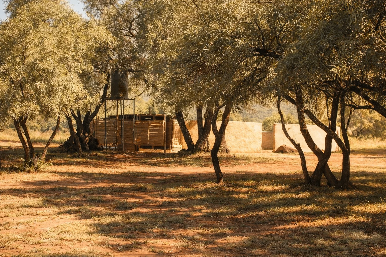 A quiet eco campsite at Shelter Rock in the Magaliesberg, warm evening light filtering through mountain trees around a reed-screened ablution and water tower.