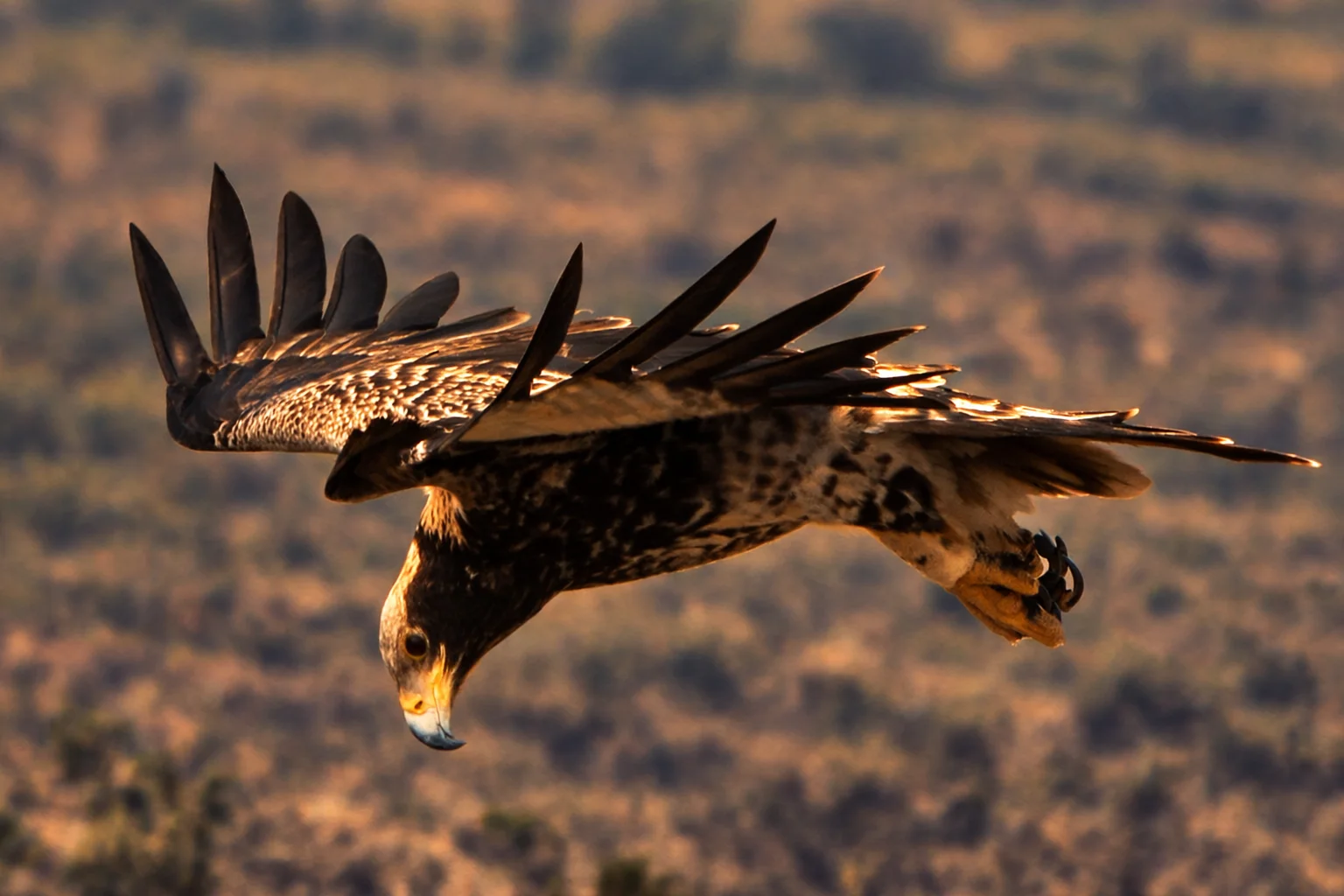 A Verreaux's Eagle in flight above the Magaliesberg bushveld.