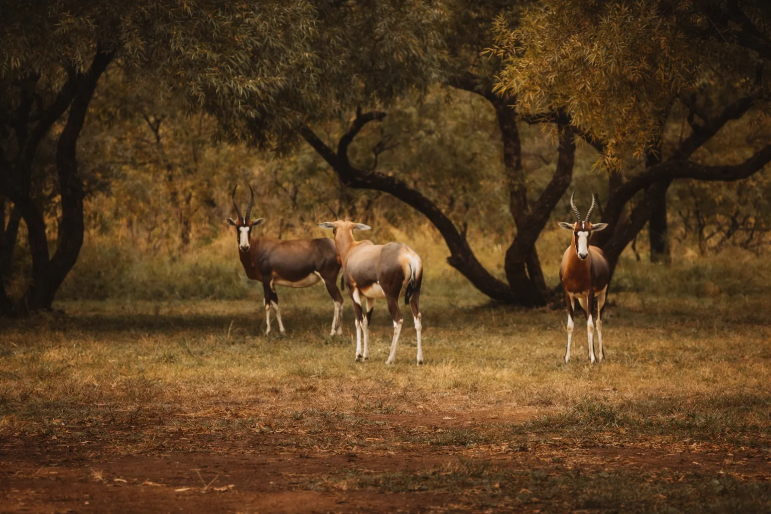 A small group of blesbok standing quietly among trees at Shelter Rock in the Magaliesberg, soft morning light.
