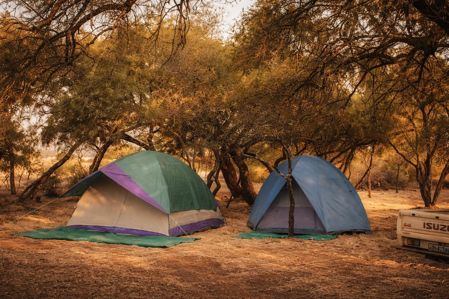 Two tents pitched beneath indigenous woodland on the mountain, warm late-afternoon light.
